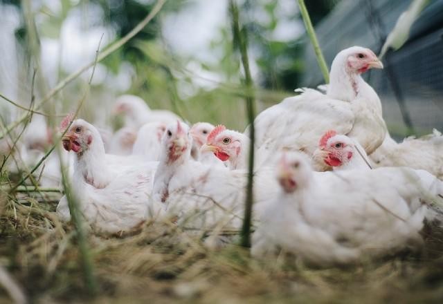 Imagem da noticia EUA detectam primeiro caso de gripe aviária H5N1 em humanos