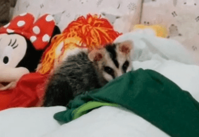 Imagem da noticia Vídeo: gambá "tira cochilo" com bichos de pelúcia e assusta família em SC