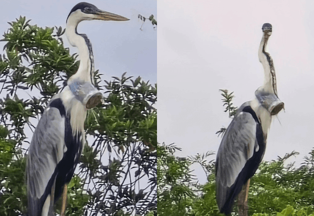 Imagem da noticia Garça com copo plástico entalado no pescoço mobiliza esforços de resgate no Rio de Janeiro