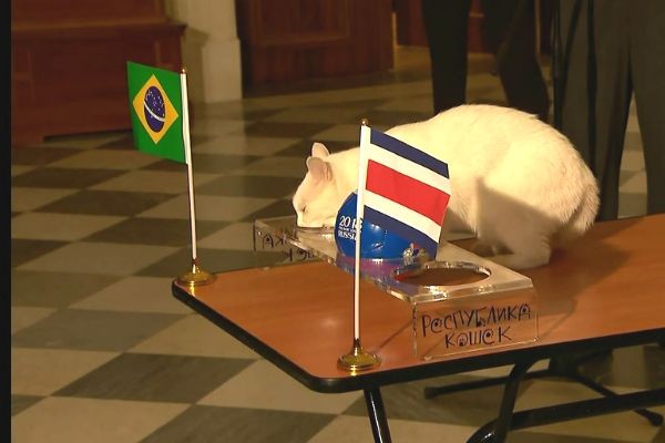 Imagem da noticia Gato Achilles, novo oráculo do Mundial, previu vitória do Brasil