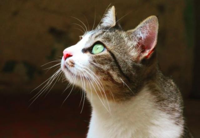 Imagem da noticia São Paulo faz ações para promover vacinação de cães e gatos contra raiva