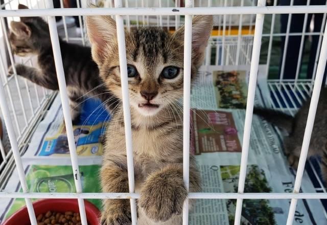 Imagem da noticia Justiça manda mulher pagar conserto de carro arranhado por gatos