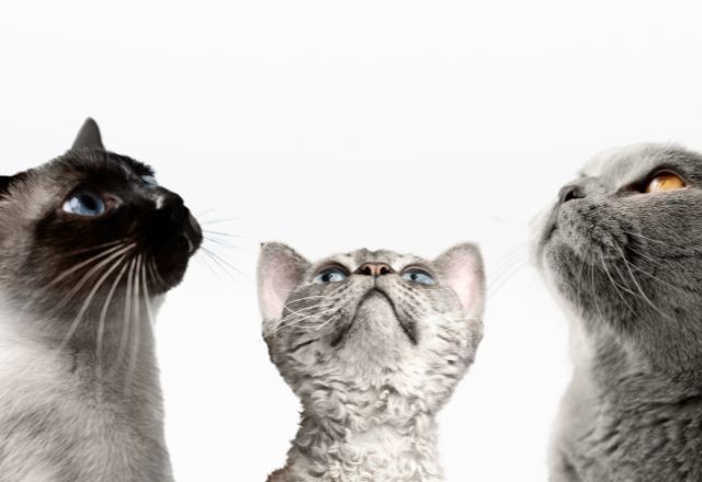 Imagem da noticia Dia Internacional do Gato: saiba a origem da data e curiosidades sobre os felinos 