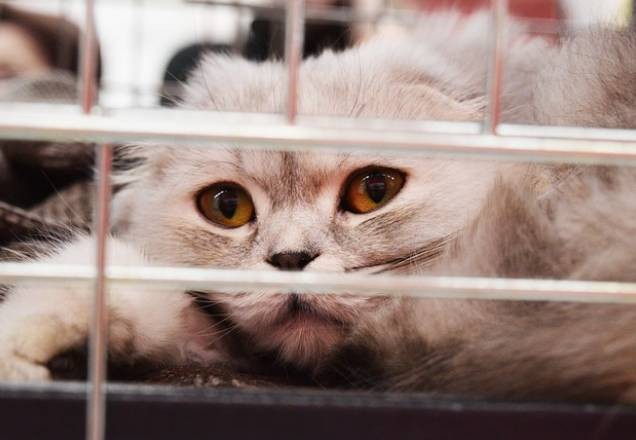 Imagem da noticia Gatos desenvolvem resposta imune ao coronavírus, diz estudo