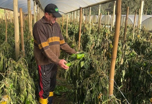 Imagem da noticia Frio intenso causa perdas nas plantações e aumenta preço das hortaliças no RS