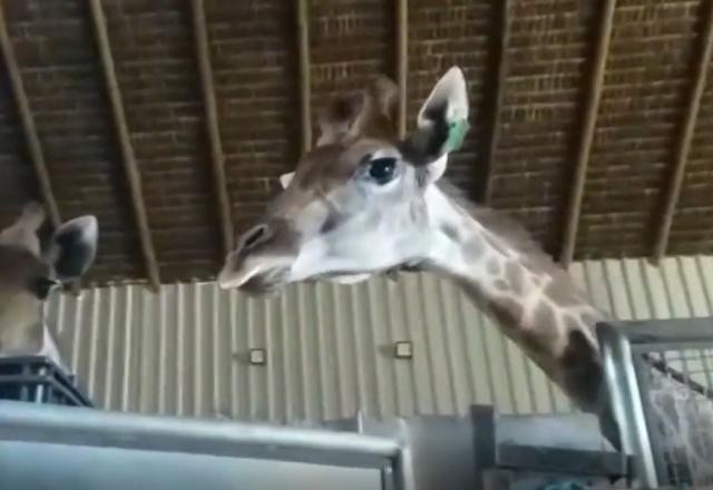 RJ: Morre mais uma girafa importada da África do Sul