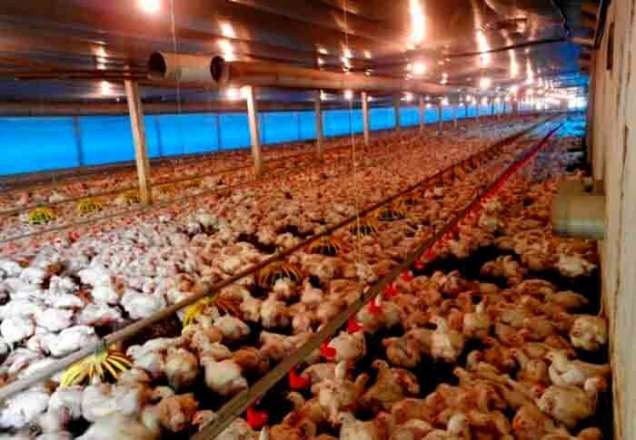 Governo brasileiro pede explicações à China sobre Covid em frango