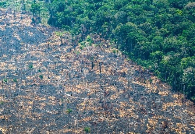 Alerta de desmatamento na Amazônia bate recorde em fevereiro