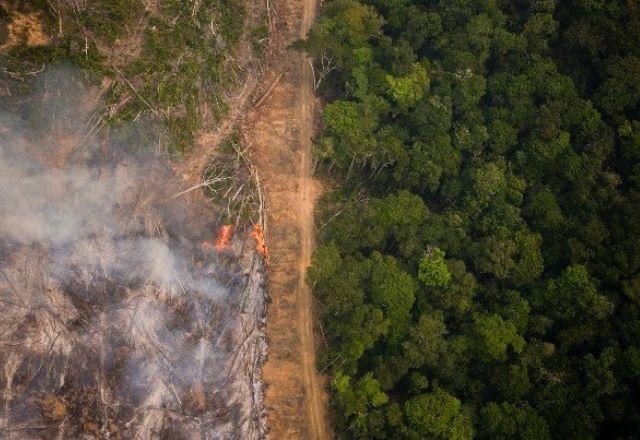 Desmatamento global cai, mas florestas tropicais continuam ameaçadas