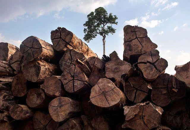 Imagem da noticia Desmatamento na Amazônia registra queda de 60% em agosto