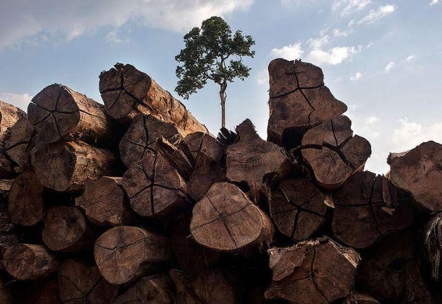 Imagem da noticia "Compromissos atuais não acompanham metas florestais", alerta ONU
