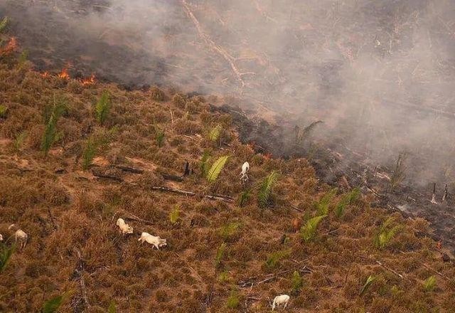 Desmatamento no Cerrado registra alta de 20% em 2022, aponta Ipam