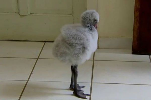 Imagem da noticia Há 40 anos zoológico de SP não ganhava filhote de flamingo