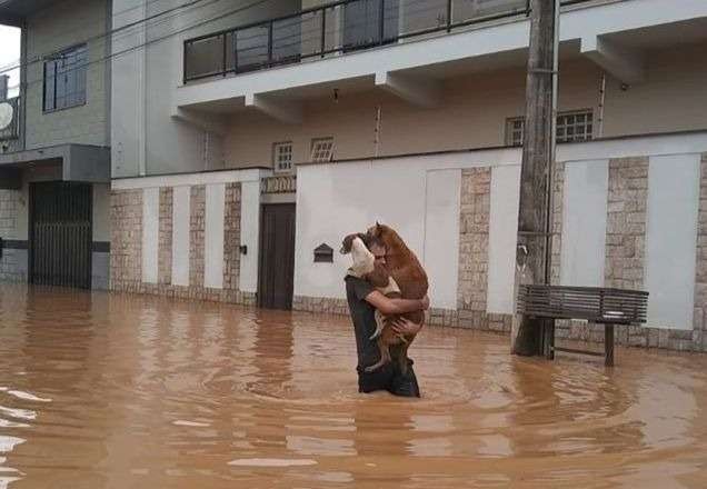 Homem se arrisca em enchente para salvar cachorros