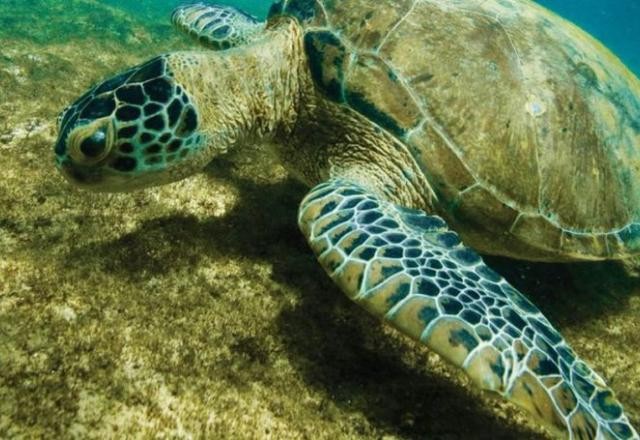 Imagem da noticia Salve: plataforma traz dados de quase 15 mil espécies da fauna brasileira quanto a risco de extinção