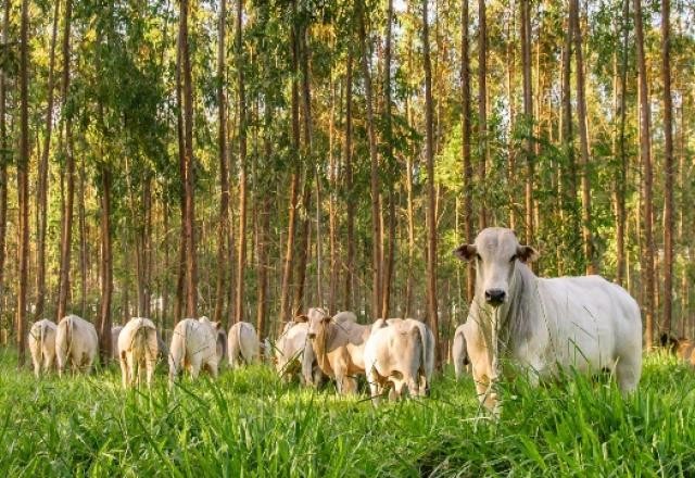 Imagem da noticia Pecuaristas brasileiros tentam evitar sanções da União Europeia