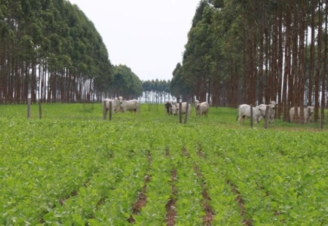 Imagem da noticia De vilã a mocinha: a pecuária neutra em emissões de gases estufa