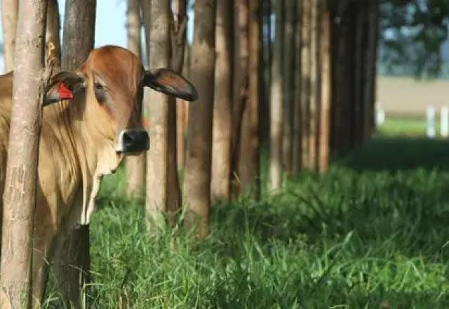 Imagem da noticia US$ 12 mi cedidos pelos EUA serão usados em fazendas na Amazônia