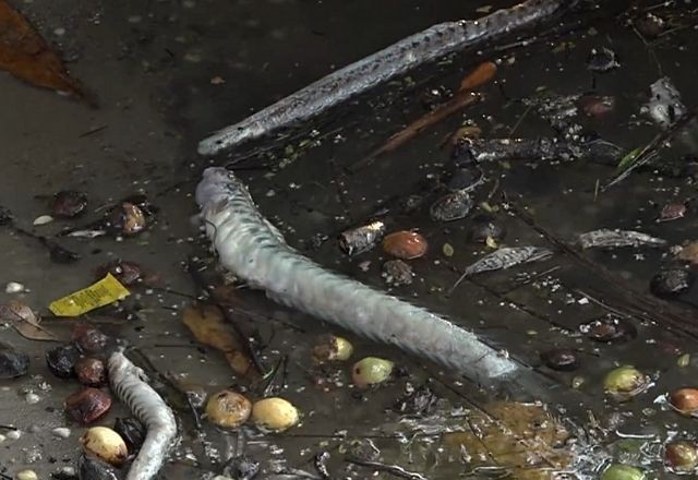 Imagem da noticia Peixes voltam a aparecer mortos em lagoa afetada por desabamento da Braskem em Maceió