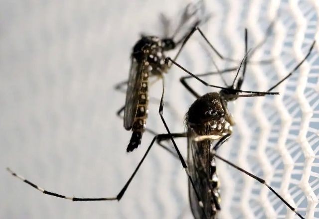 Imagem da noticia SBT News na TV: Brasil tem 370 mil casos e 40 mortes por dengue; outros 265 óbitos são investigados