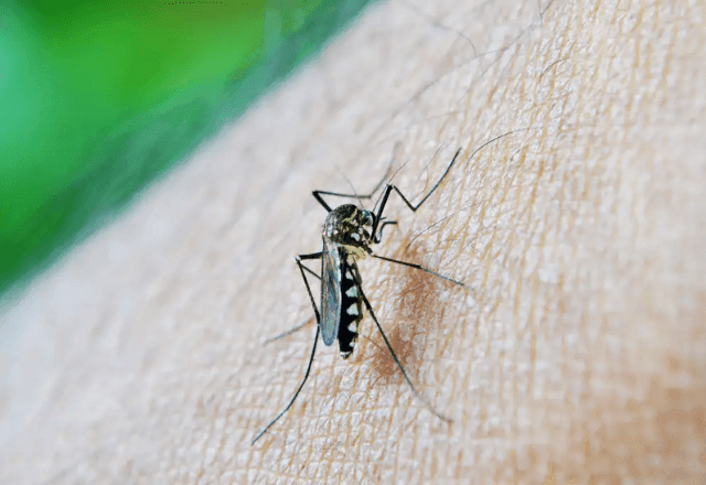 Imagem da noticia Mais de 6 mil brasileiros morreram em decorrência de dengue em 2024