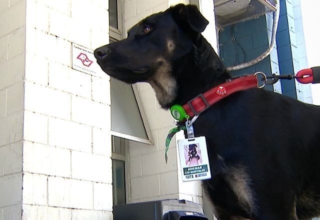 Imagem da noticia Conheça 'Ademar', primeiro cão hospitalar da rede municipal de SP