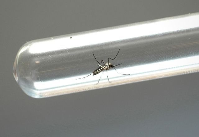 Imagem da noticia SBT News na TV: Brasil supera meio milhão de casos de dengue; Mocidade Alegre é bicampeã do carnaval de SP