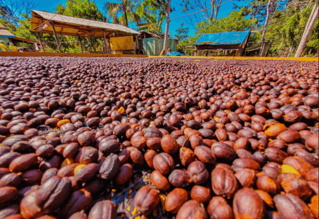 Imagem da noticia Série "Café Brasileiro: Uma Paixão Mundial" destaca o protagonismo feminino na cafeicultura em Rondônia