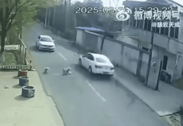 Imagem da noticia Cães de rua salvam cachorrinho atropelado na China e são adotados por tutor