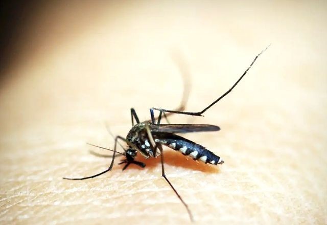 Imagem da noticia Brasil ultrapassa 240 mil casos confirmados de dengue