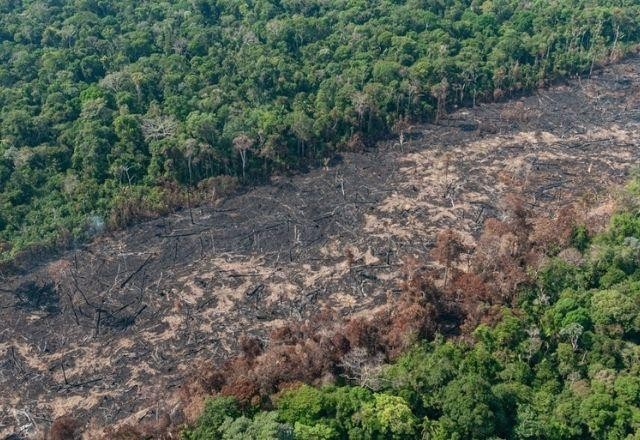 Imagem da noticia Amazônia registra pior primeiro semestre em desmatamento desde 2004
