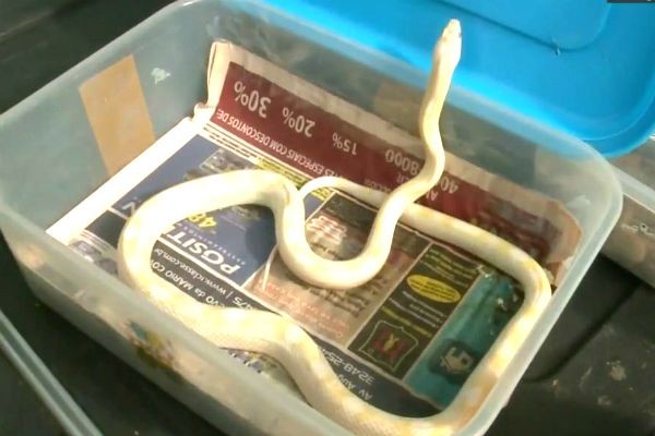 Imagem da noticia Ibama e PF fazem operação contra tráfico de animais silvestres
