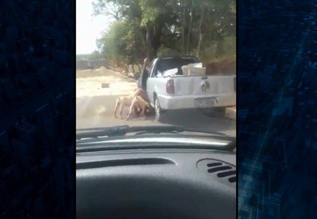 Imagem da noticia Idoso tem pé amputado após ataque de pitbulls no interior de SP