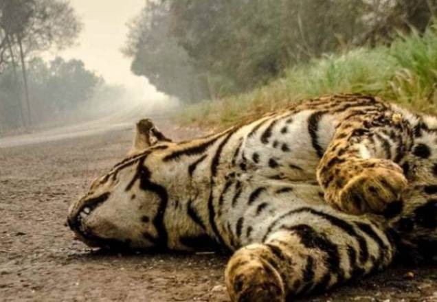 Imagem da noticia Igreja católica pede urgência no combate de queimadas no Pantanal