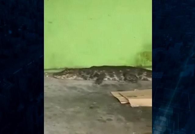Vídeo: jacaré é capturado após se aproximar de pessoa dormindo