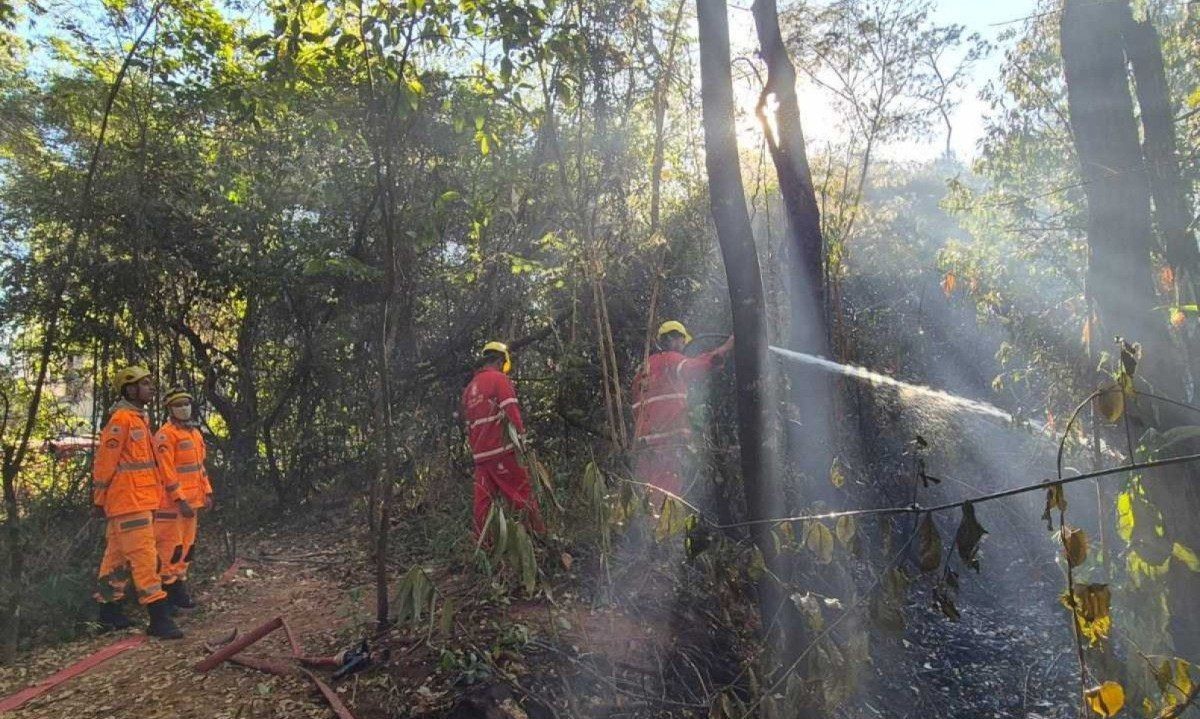Imagem da noticia Incêndio devastou ao menos 20% do Parque Ursulina, em Belo Horizonte