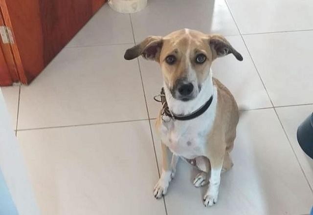 Imagem da noticia Vídeo mostra cadela passando por áreas de aeroporto antes de sumir