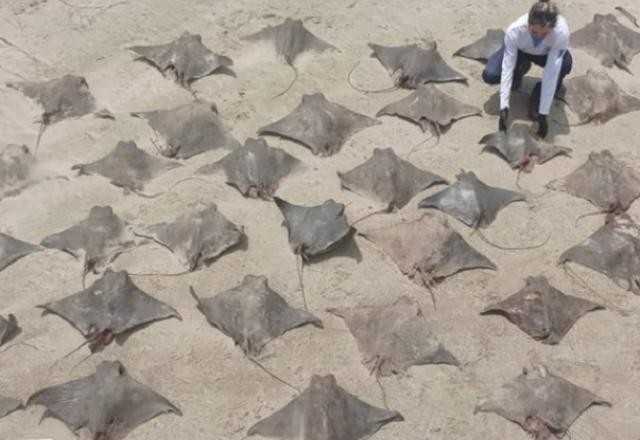 Imagem da noticia Três tubarões e 56 raias são encontrados mortos em praia de Peruíbe (SP)