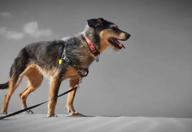 Estopinha, primeira influencer pet do Brasil, é velada em São Bernardo do Campo (SP)