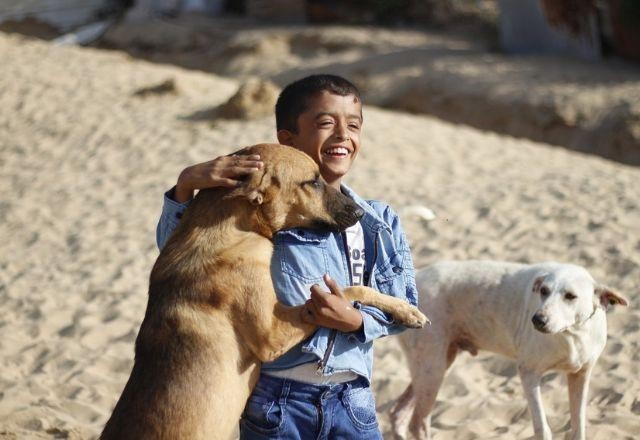 Imagem da noticia Cães e gatos de Gaza estão sem comida; ONG faz apelo por envio de ração