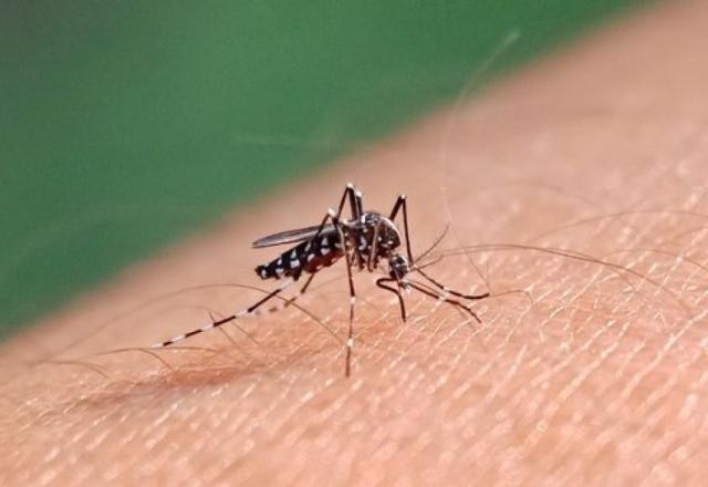 Imagem da noticia Saúde abre consulta pública sobre incluir vacina contra dengue no SUS