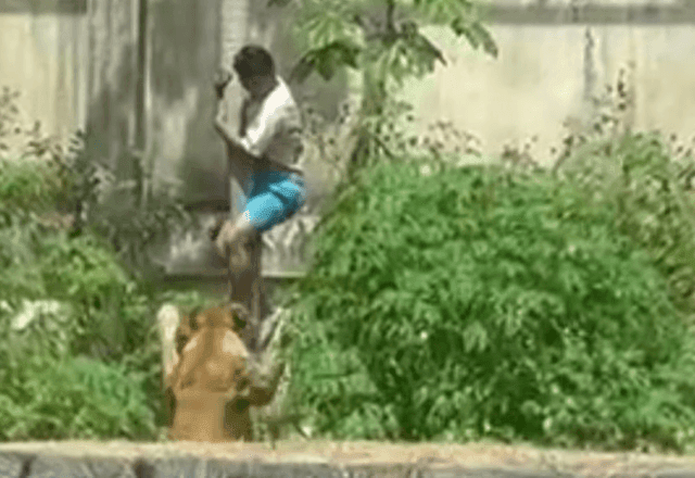 Imagem da noticia Homem morre ao invadir jaula de leoa em zoológico de João Pessoa (PB)