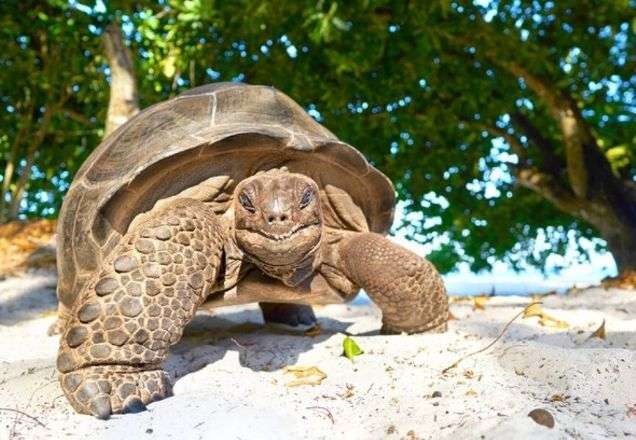 Italiana burla quarentena para passear com tartaruga e paga multa