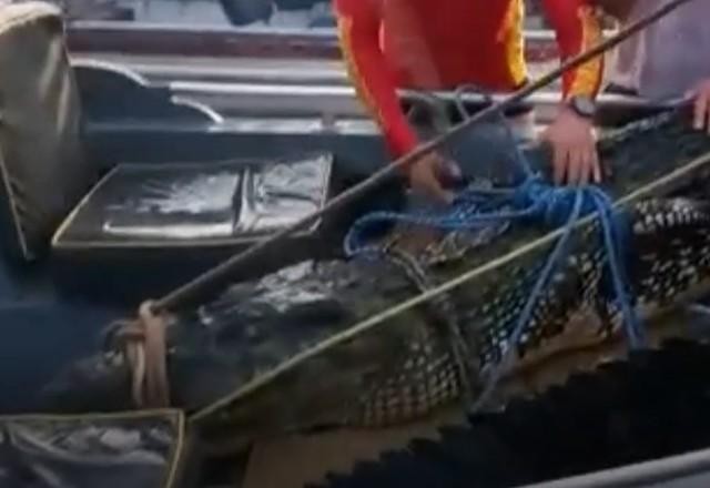 Jacaré é flagrado nadando ao lado de banhistas no Pará