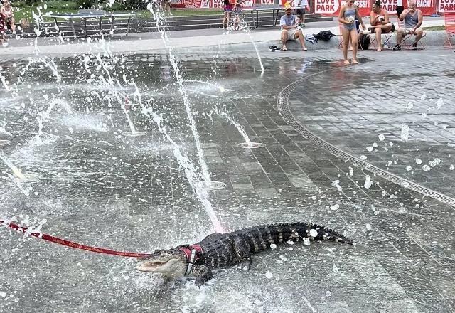 Jacaré de suporte emocional passeia com o dono nos EUA e viraliza