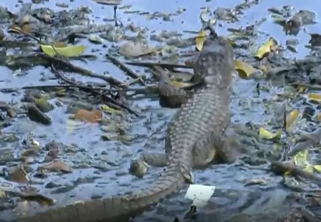 Jacarés são caçados e carne infectada vendida no Rio, diz denúncia