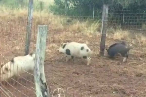 Javalis causam prejuízos a fazendeiros no sul do país