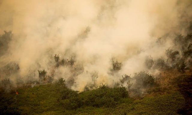 Imagem da noticia Pantanal: 90% dos incêndios florestais são causados por ação humana 