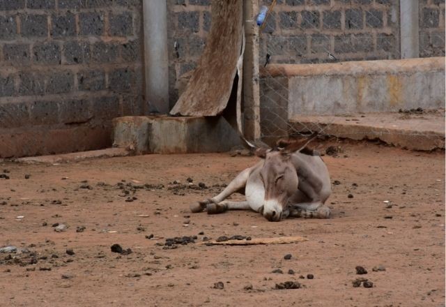 Imagem da noticia Jumentos em risco de extinção: abates crescem mais de 35 vezes em 7 anos; saiba o porquê