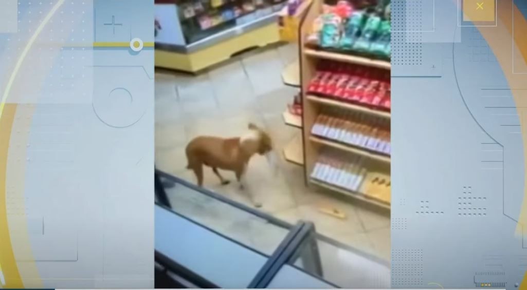 Imagem da noticia Ladrão contumaz: vira-lata caramelo rouba três lojas em menos de um mês